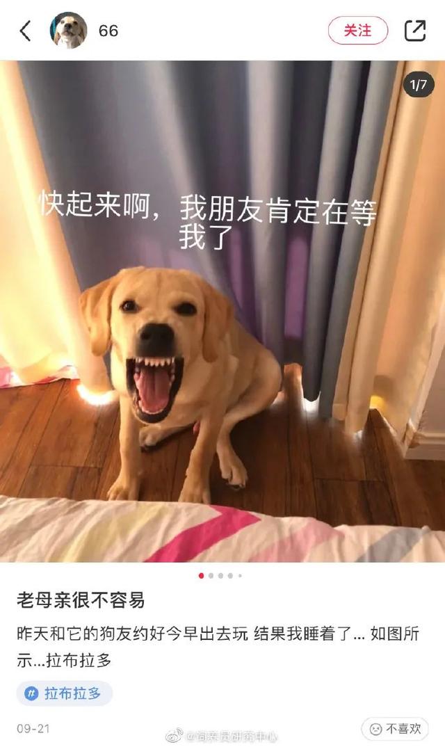 守时的狗子有多可怕