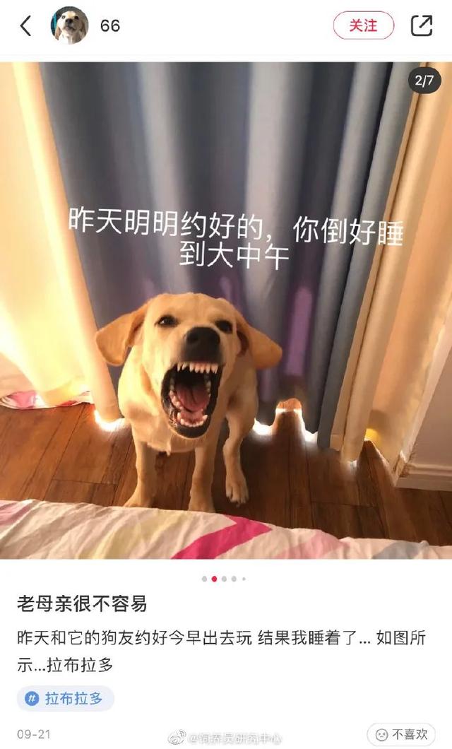 守时的狗子有多可怕