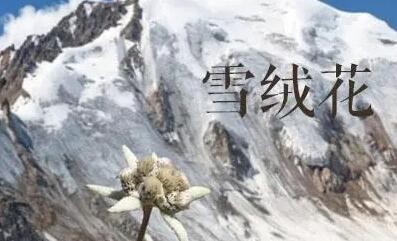 《光遇》雪绒花乐谱介绍