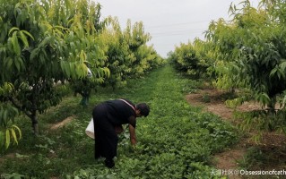 西安外国语大学英文学院分享爱志愿者队“青春聚力乡村振兴”社会调研