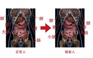 镜面人！一女子五脏六腑全部反着长：医生担忧