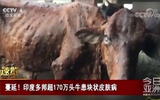 印度多地暴发牛块状皮肤病 170万头牛感染：居民害怕到停饮牛奶