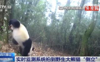 野生大熊猫罕见倒立：呆萌可爱