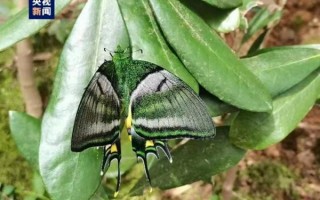 国内首次！“蝶中皇后”成功育出 昆虫界的“大熊猫”