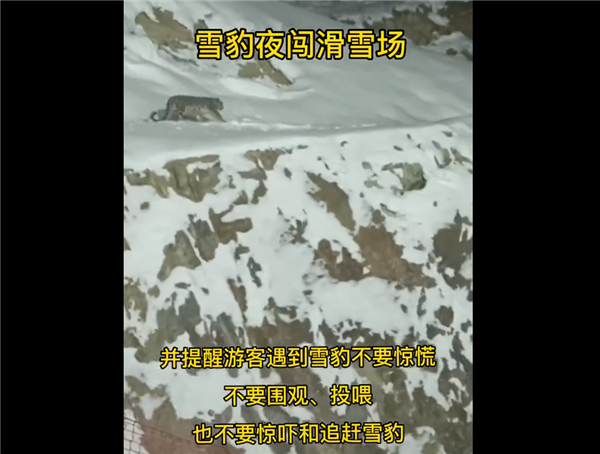 一级保护动物新疆雪豹夜闯滑雪场 当地负责人回应称第一次见:专家分析原因-第1张图片-9158手机教程网 一级保护动物新疆雪豹夜闯滑雪场 当地负责人回应称第一次见:专家分析原因-第1张图片-9158手机教程网