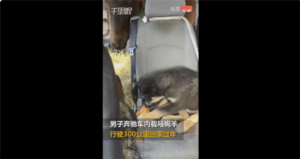男子开豪车带马狗羊回家过年 它们都是自己的家人:画面让网友难受-第1张图片-9158手机教程网 男子开豪车带马狗羊回家过年 它们都是自己的家人:画面让网友难受-第1张图片-9158手机教程网