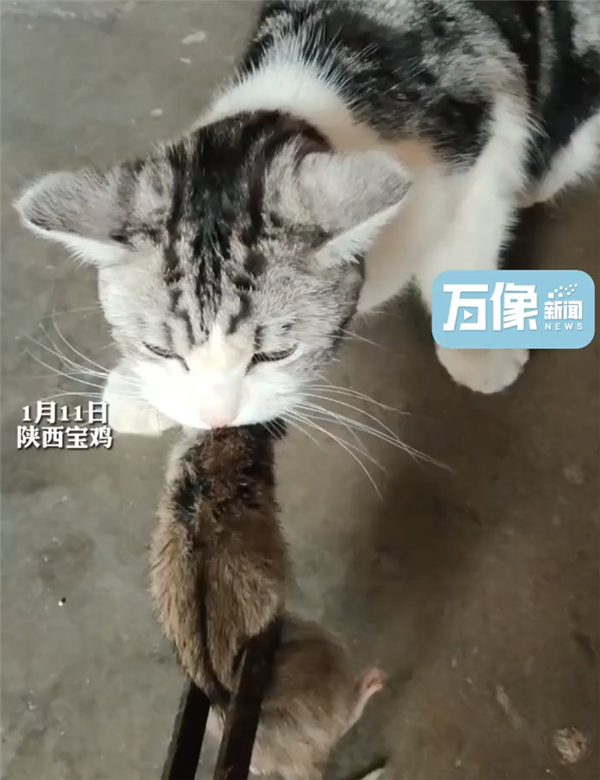 城市猫咪回村 血脉觉醒开始抓老鼠:主人用火钳都抢不走-第2张图片-9158手机教程网 城市猫咪回村 血脉觉醒开始抓老鼠:主人用火钳都抢不走-第2张图片-9158手机教程网