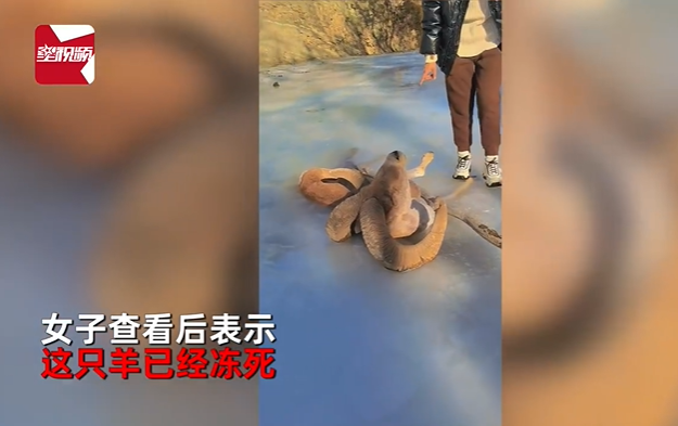 女子抚摸冻僵羊 网友急喊不要碰 易感染布鲁氏菌病-第3张图片-9158手机教程网 女子抚摸冻僵羊 网友急喊不要碰 易感染布鲁氏菌病-第3张图片-9158手机教程网