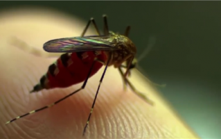 新型合成皮肤面世：有望解开蚊子传播致命疾病之谜