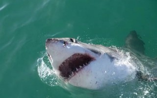 鲨鱼为啥害怕海豚？不怕不行 一不小心就要被“掏肝”